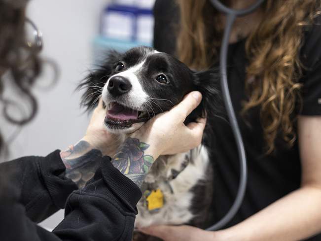 vet with dog