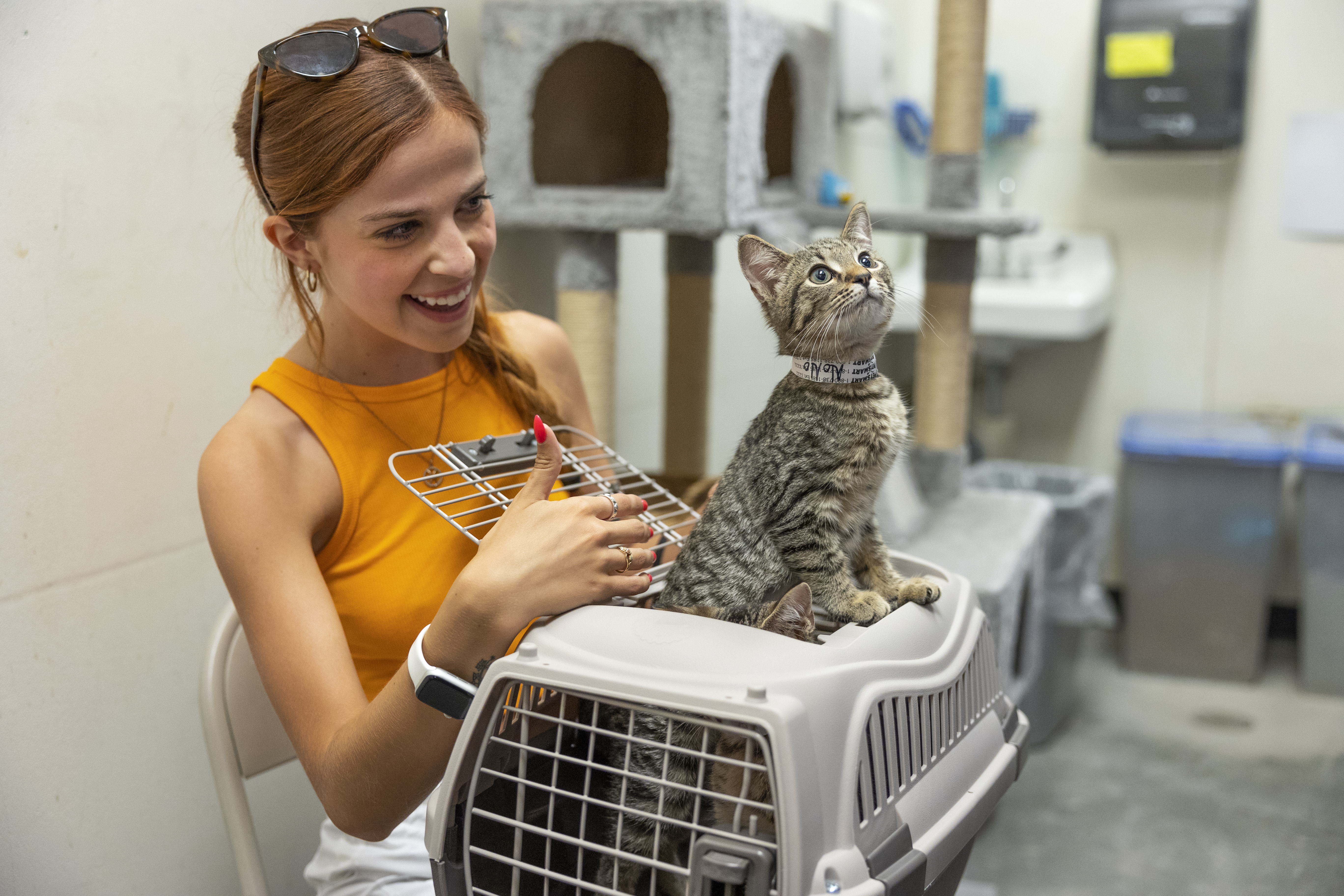 cat enrichment blog