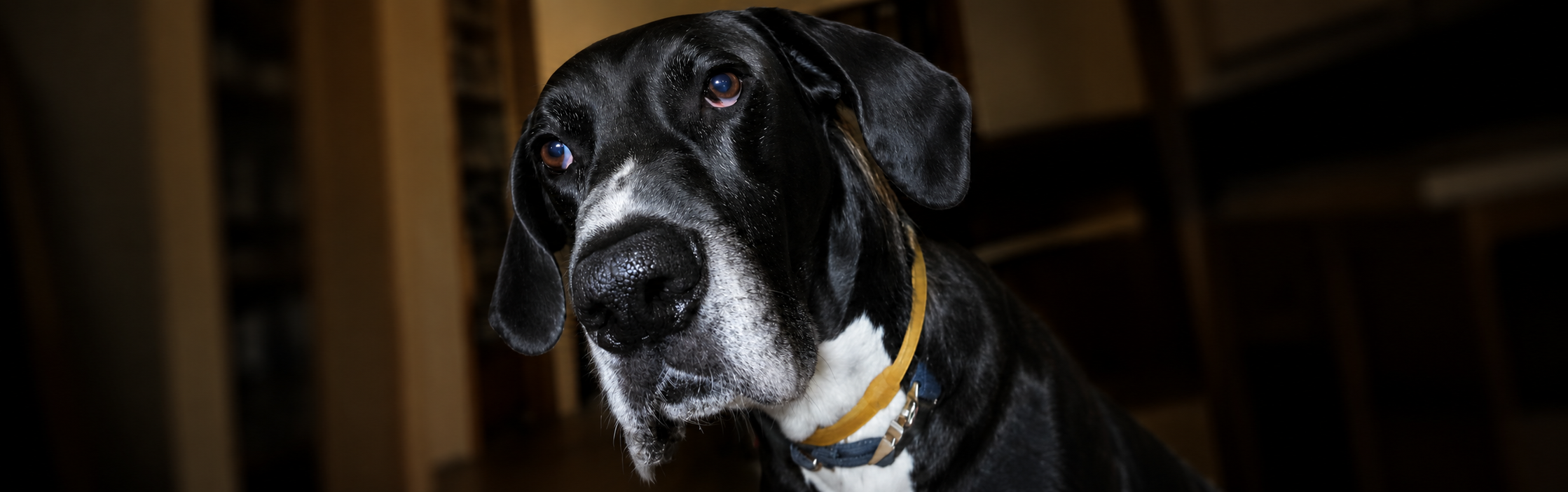 buddy blog hero