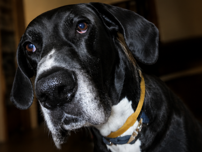 buddy blog hero